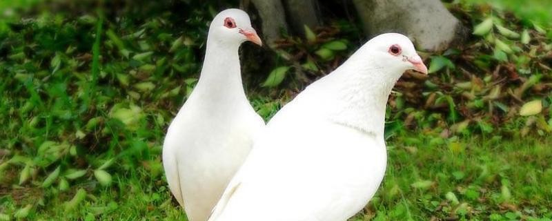 养鸽子大棚怎么建