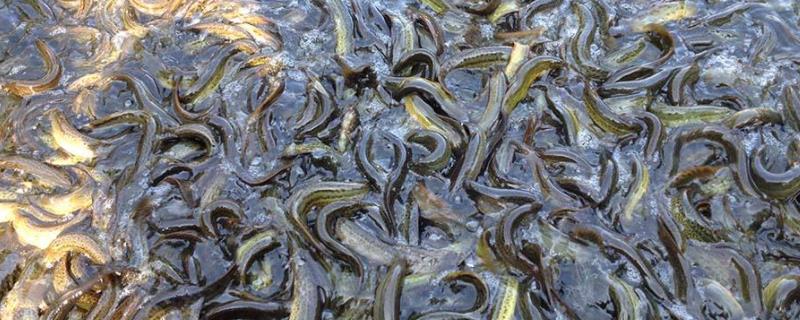 泥鳅吃什么饲料