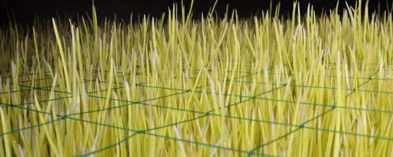 蒜黄种植新技术及大棚建造