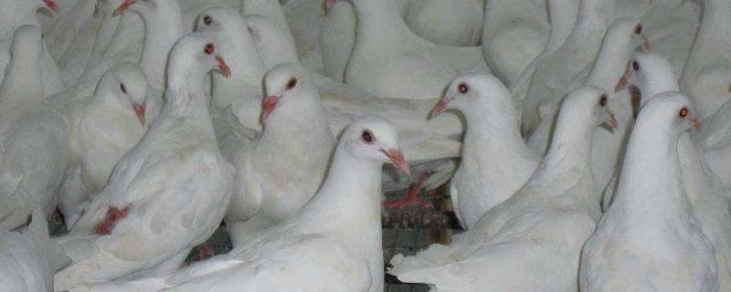 肉鸽六大品种有哪些