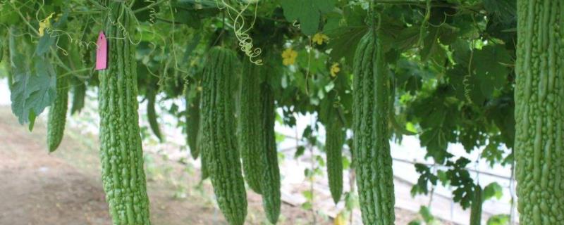 苦瓜种植技术与管理法