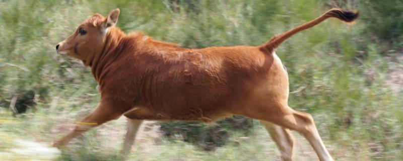 牛的尾巴长多少厘米