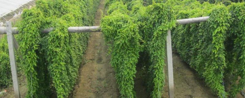 山药的种植方法与技术