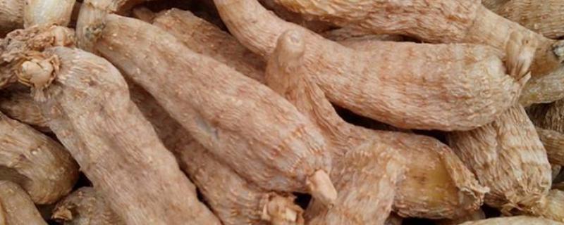 野生天麻和种植天麻图片区别