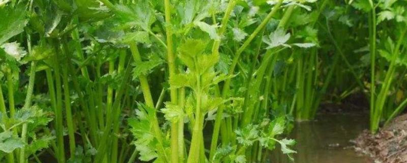 四季水芹治污水原理