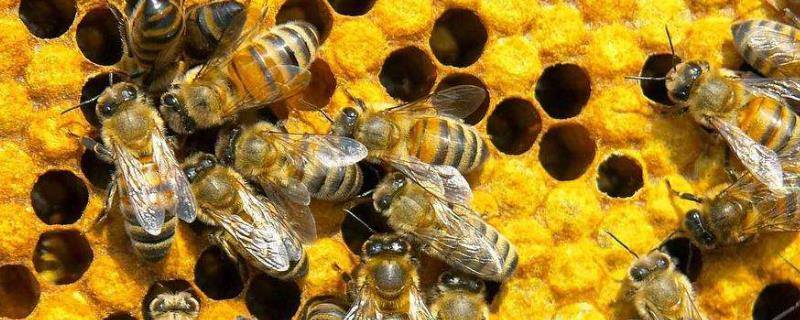新手如何养蜜蜂