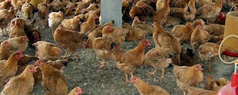 饲料鸡真的没营养吗