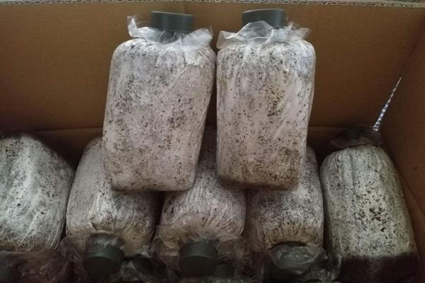 蘑菇的种植技术与管理，菌包买回来怎么处理