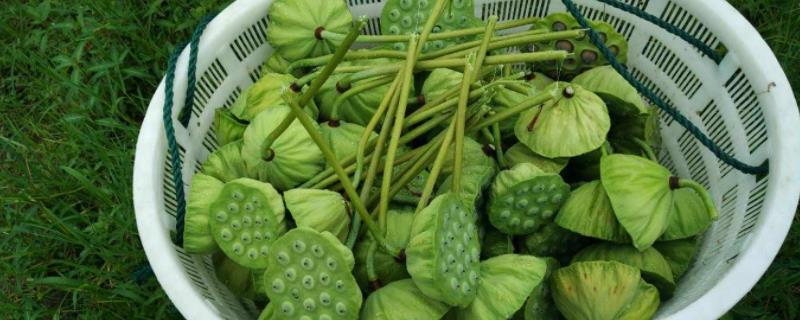 采莲是哪个季节的农事