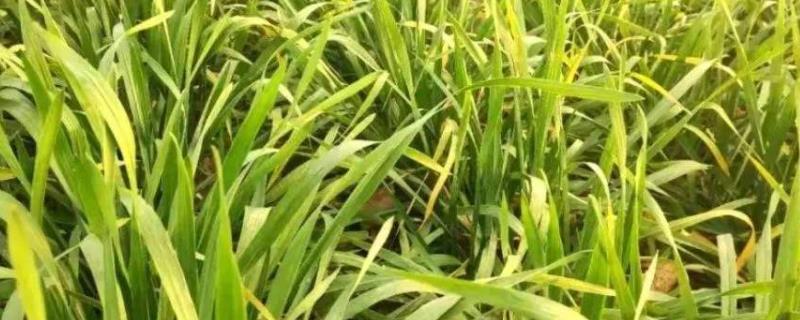 小麦苗发黄打什么药