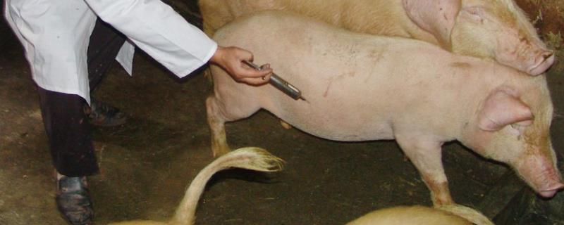 结合生产谈一谈猪场疫苗免疫需要注意哪些