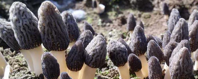 羊肚菌不长菌霜是怎么回事