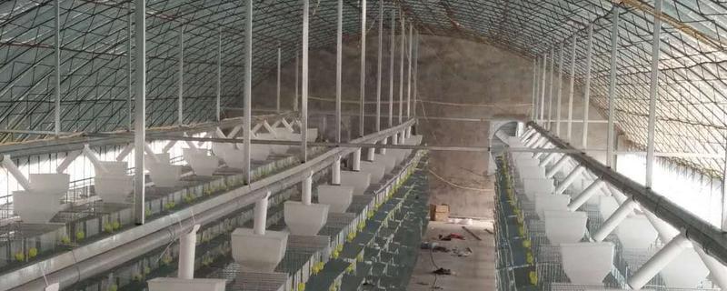5万只鹌鹑养殖大棚怎样设计