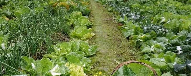 菜园如何科学管理水分