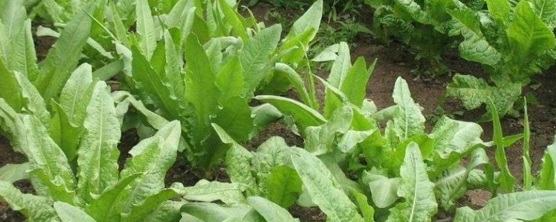 油麦菜种植技术和时间方法