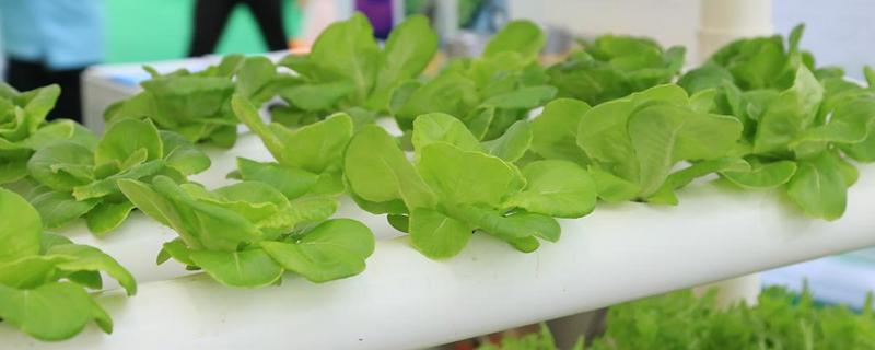 无土种蔬菜的方法