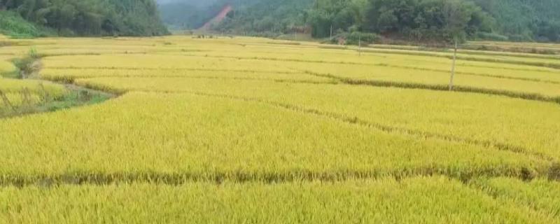 基本农田可以种植绿化苗木吗
