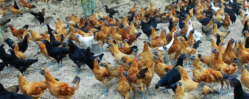 养殖什么不用喂粮食