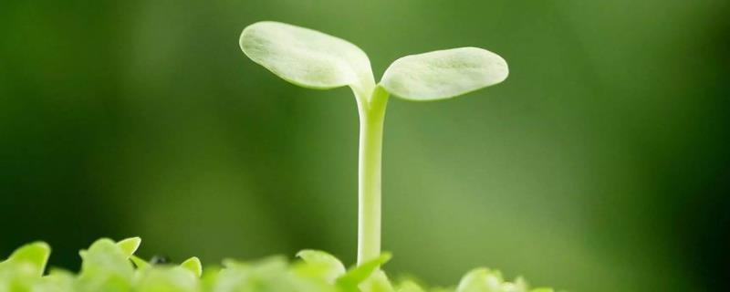 施肥过多烧苗怎么补救