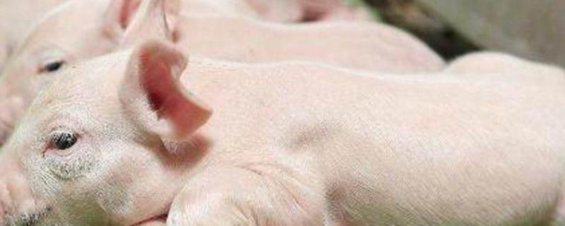 仔猪重度腹泻速治妙招