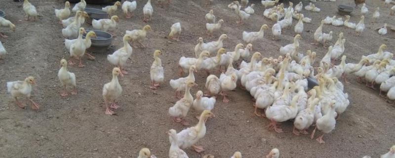 小鹅多久可以露天养