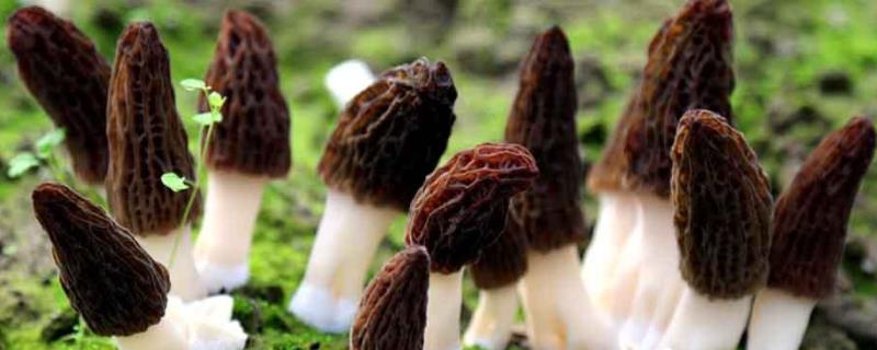 羊肚菌营养袋最佳配方