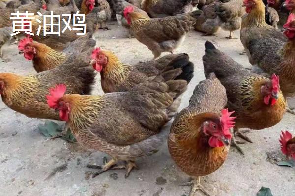 黄油鸡和普通鸡区别，是什么品种的鸡