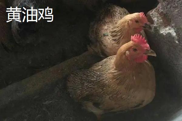 黄油鸡和普通鸡区别，是什么品种的鸡