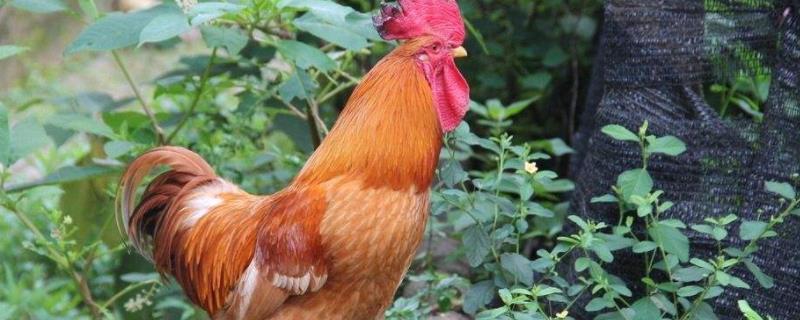 公鸡为什么晚上也打鸣怎么办