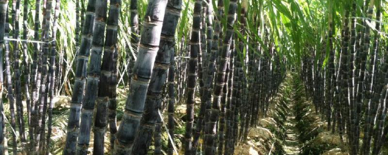 甘蔗种植技术和管理