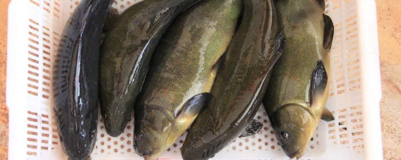 桂鱼养殖技术及饲料