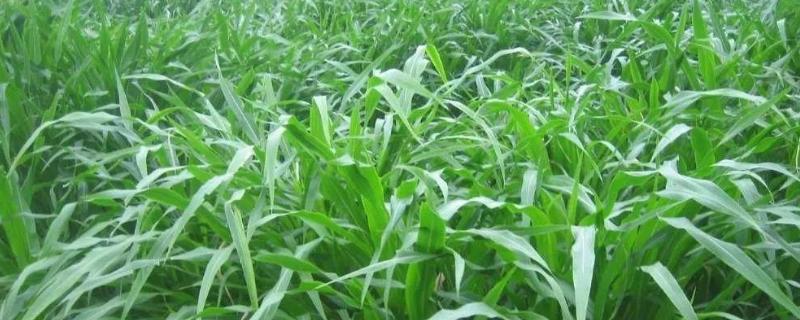 耐寒高产多年生牧草有哪些