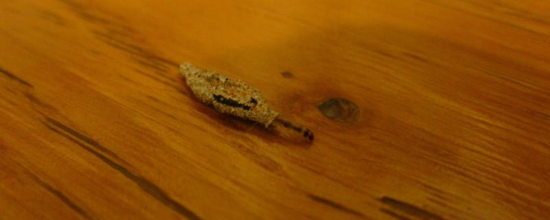 衣蛾幼虫的窝怎么找