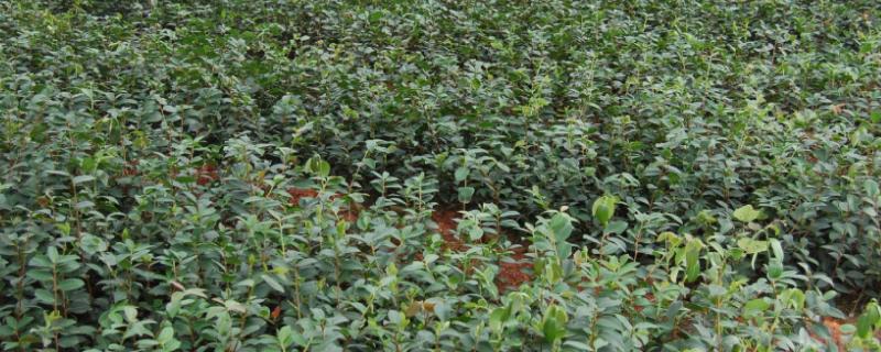 100亩油茶种植成本