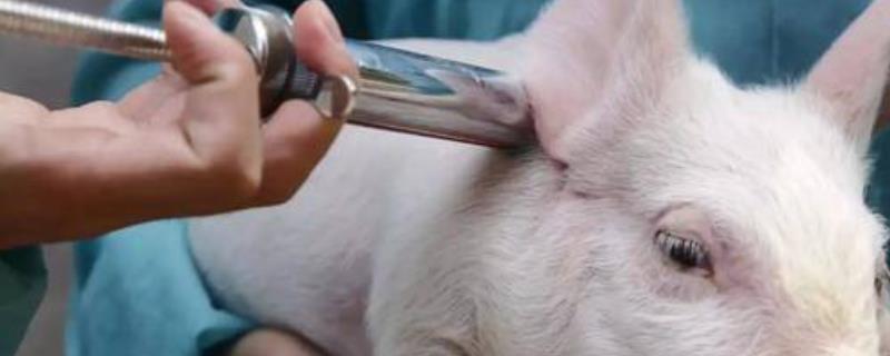 兽用青霉素的用法用量