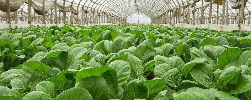 有机种植的基本要求