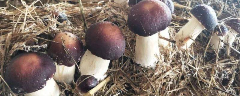 赤松茸种植条件