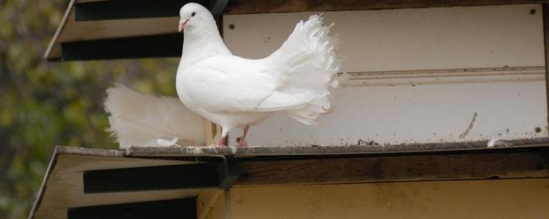 鸽子棚怎么搭建