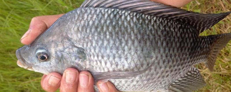 脆肉罗非鱼喂什么饲料
