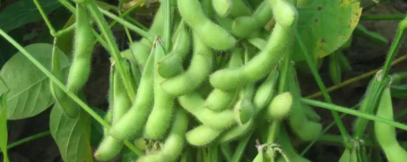 大豆种植技术和肥料使用