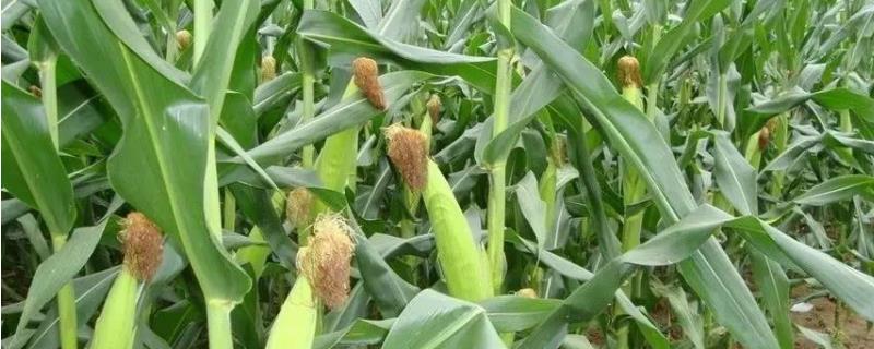 玉米想高产正确打头的方法