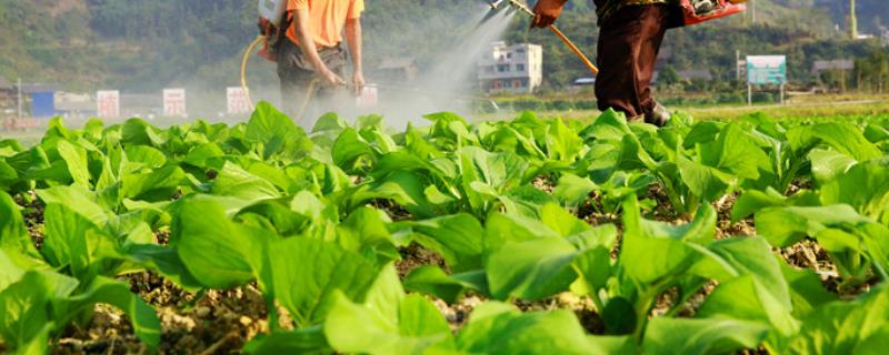 土霉素治疗蔬菜病虫害