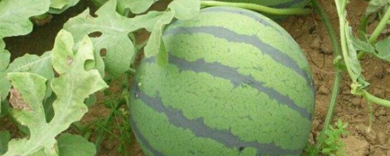 西瓜开花结果时应施含什么肥