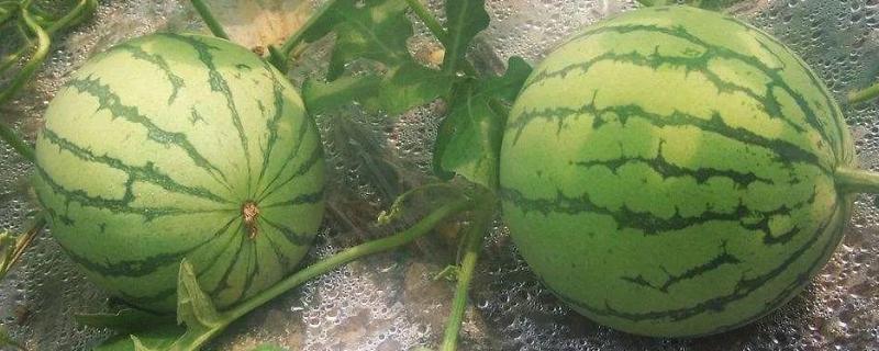 西瓜坐果期的肥水管理