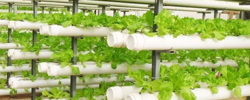 沼液可以直接用于水培蔬菜吗