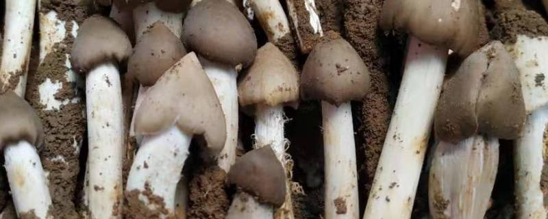 荔枝菌可以人工种植吗