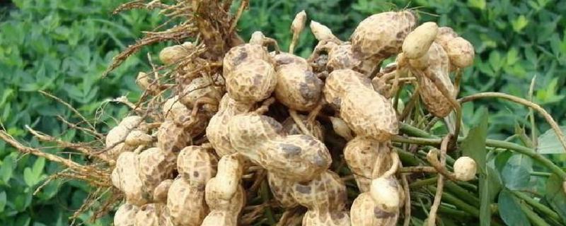 花生缺苗怎么补救