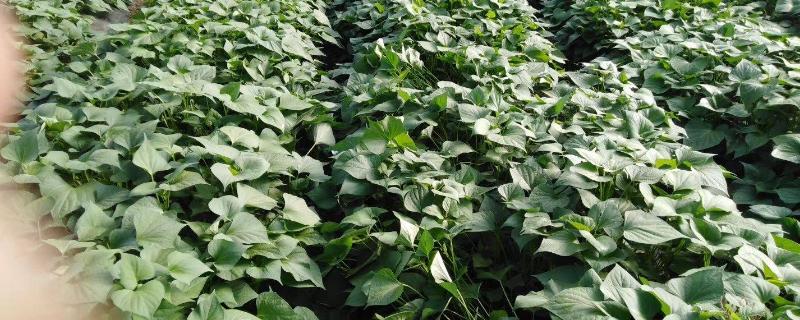 红薯管理与施肥技术