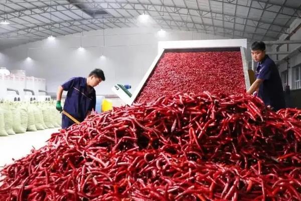工业辣椒每亩产量是多少公斤，附工业辣椒的种植方法
