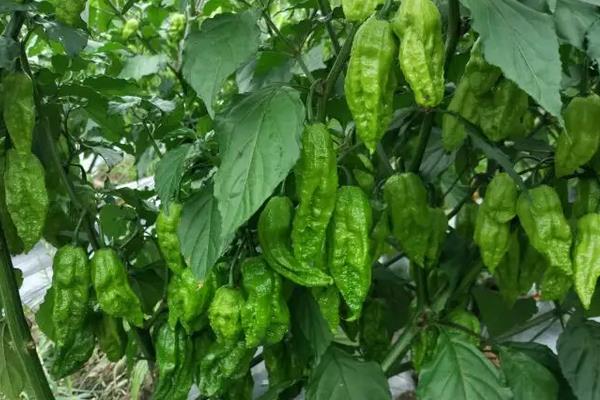 工业辣椒每亩产量是多少公斤，附工业辣椒的种植方法